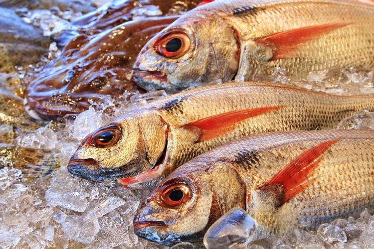 Fish,Fish,Fish products,Red seabream,Oily fish,Seafood,Bony-fish,Perch