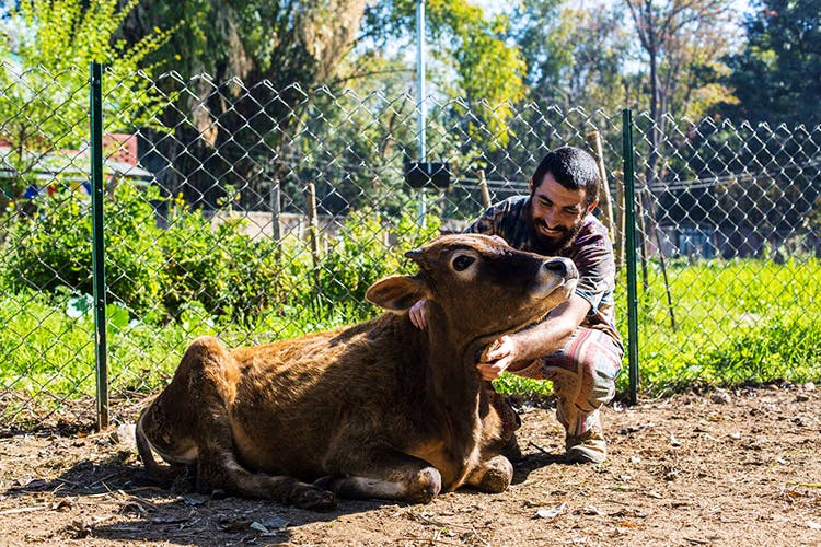 Wildlife,Zoo,Bovine,Organism,Smile,Grass,Adaptation,Working animal,Plant,Fawn