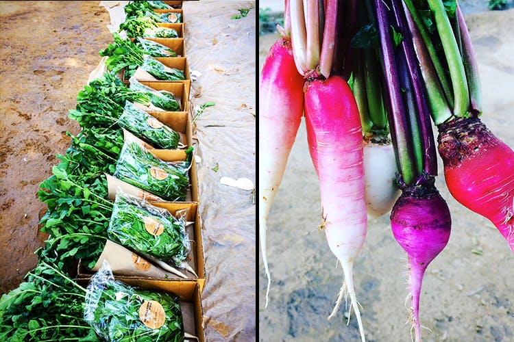 Radish,Vegetable,Carrot,Daikon,Food,Leaf vegetable,Root vegetable,Local food,Turnip,Plant