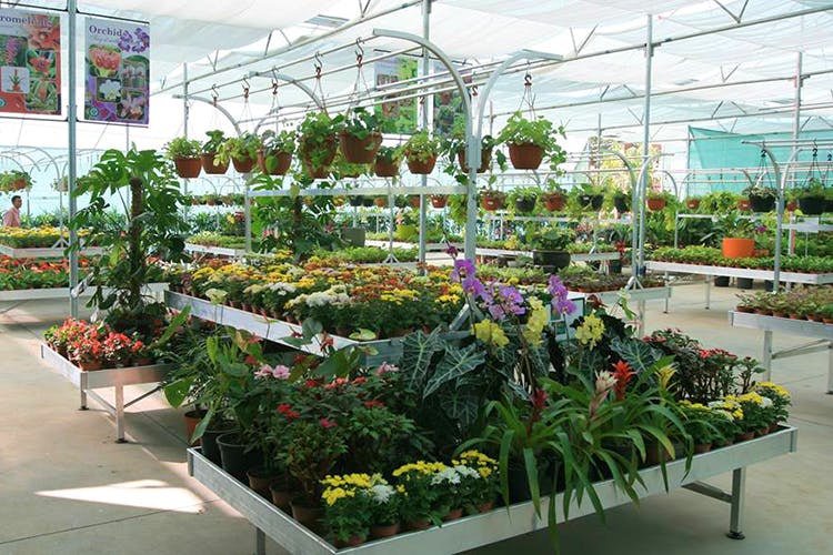 Greenhouse,Flower,Floristry,Plant,Houseplant,Botany,Flowerpot,Garden,Annual plant,Botanical garden