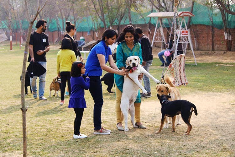 Pet Run Free At This Cafe In Gurgaon 