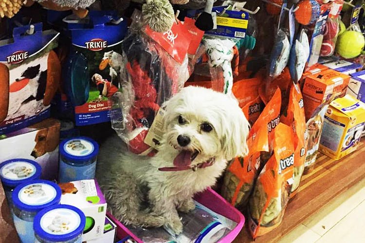 5 Gurgaon Pet Shops For Food & Accessories