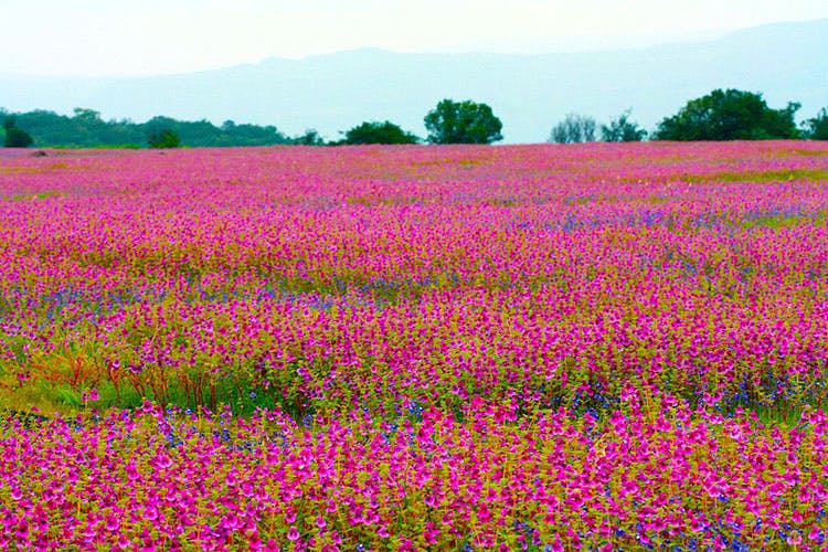 Flower,Field,Lavender,Plant,Flowering plant,Meadow,Wildflower,Grassland,Crop,Lavender