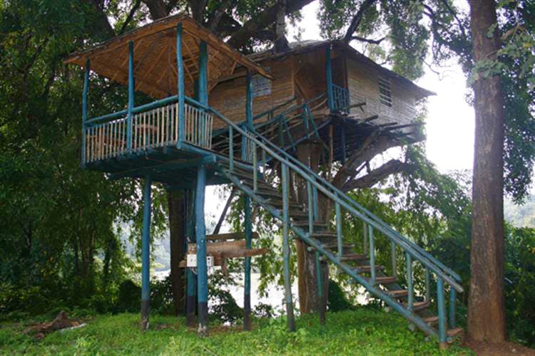 Tree,House,Building,Architecture,Stairs,Plant,Cottage,Handrail,Tree house