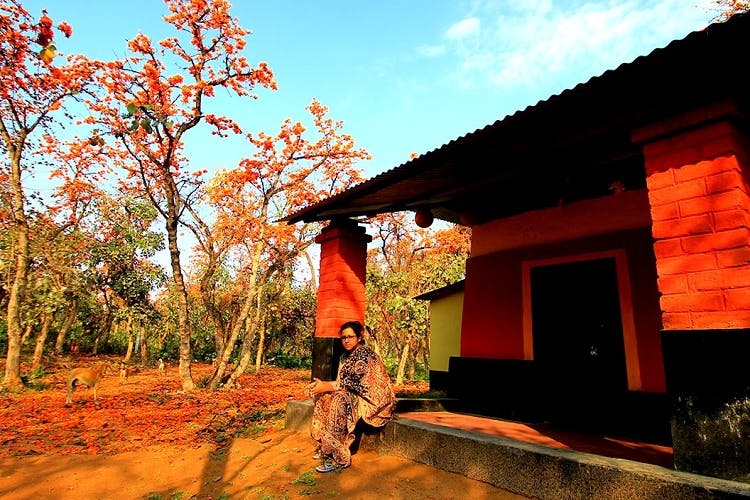 Tree,Sky,Home,Orange,House,Leaf,Roof,Building,Log cabin,Plant