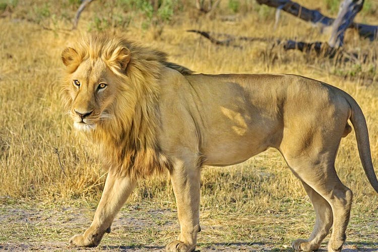 Mammal,Terrestrial animal,Wildlife,Vertebrate,Lion,Masai lion,Felidae,Big cats,Safari,Carnivore