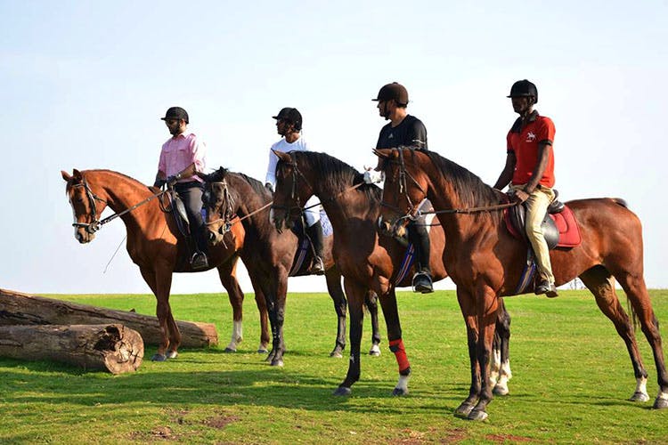 Horse,Animal sports,Sports,Halter,Bridle,Rein,Equestrianism,Mammal,Horse supplies,Equitation