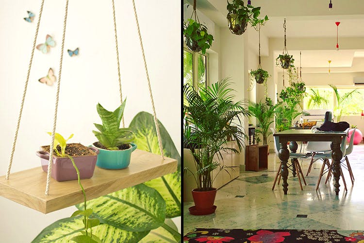 Houseplant,Green,Room,Interior design,Flowerpot,Property,Furniture,Living room,Table,Floor
