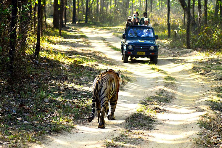 Wildlife,Vehicle,Trail,Tree,National park,Recreation,Car,Bengal tiger,Sporting Group,Canidae
