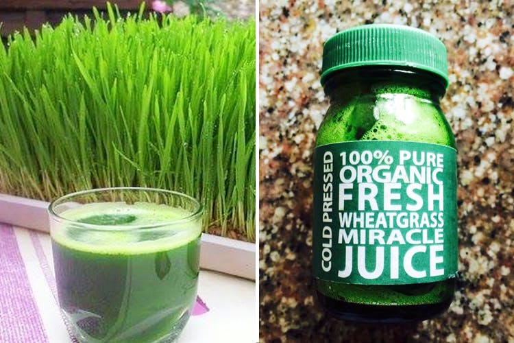 Green,Wheatgrass,Vegetable juice,Grass family,Plant,Grass,Drink,Superfood,Barley,Herb