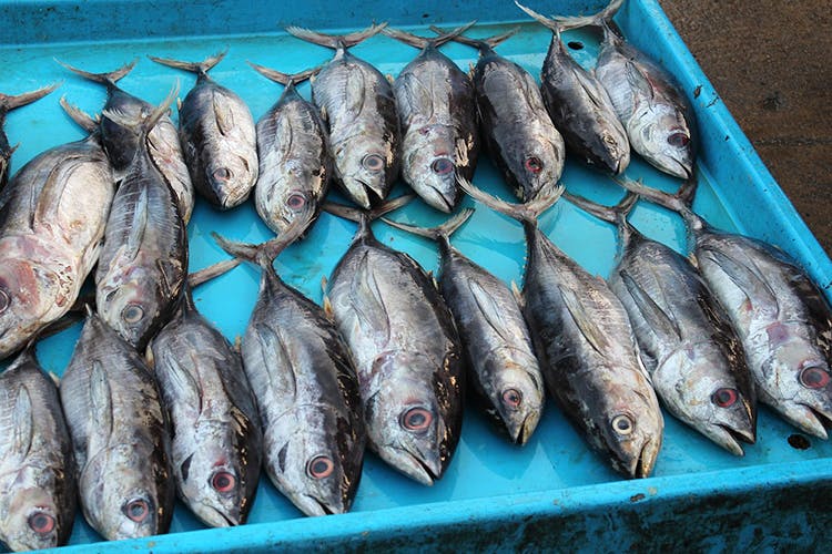 Fish,Fish,Fish products,Herring,Sardine,Oily fish,Seafood,Mackerel,Herring family,Forage fish