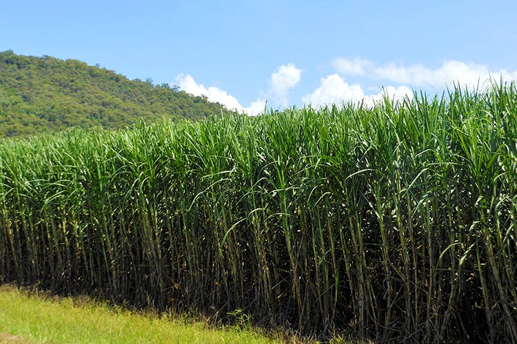 automatic sugarcane farm curcit