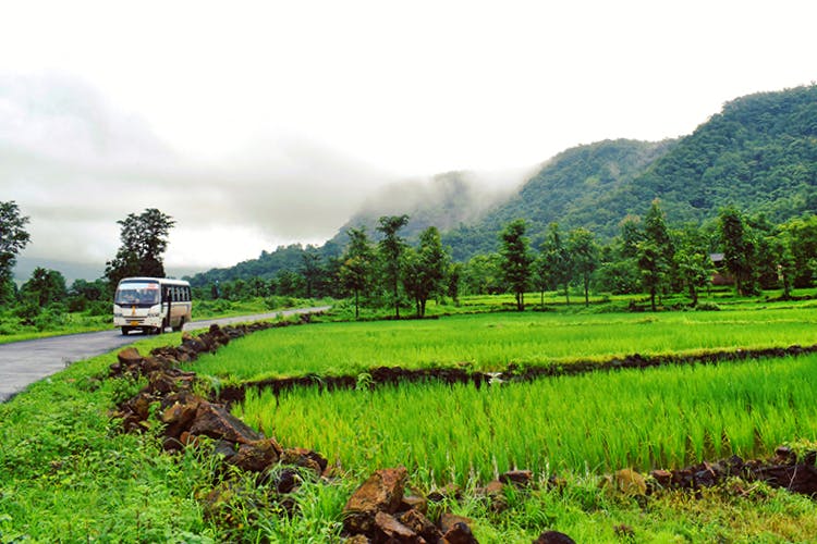 Highland,Nature,Paddy field,Hill station,Natural landscape,Plantation,Field,Farm,Rural area,Agriculture