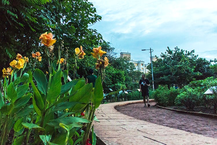 Vegetation,Flower,Plant,Botany,Canna lily,Garden,Botanical garden,Spring,Leaf,Jungle