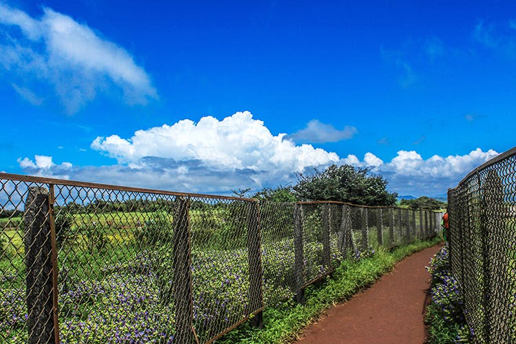 Sky,Cloud,Chain-link fencing,Wire fencing,Grass,Tree,Rural area,Bridge,Fence,Grassland