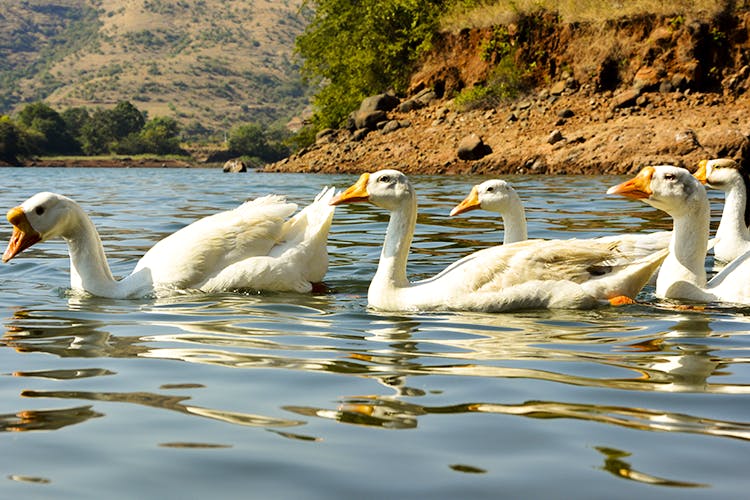Bird,Swan,Water bird,Water,Ducks, geese and swans,Beak,Reflection,Lake,Waterway,Wildlife