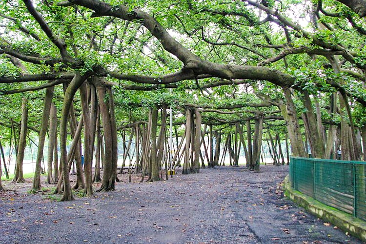 Botanical garden banyan tree