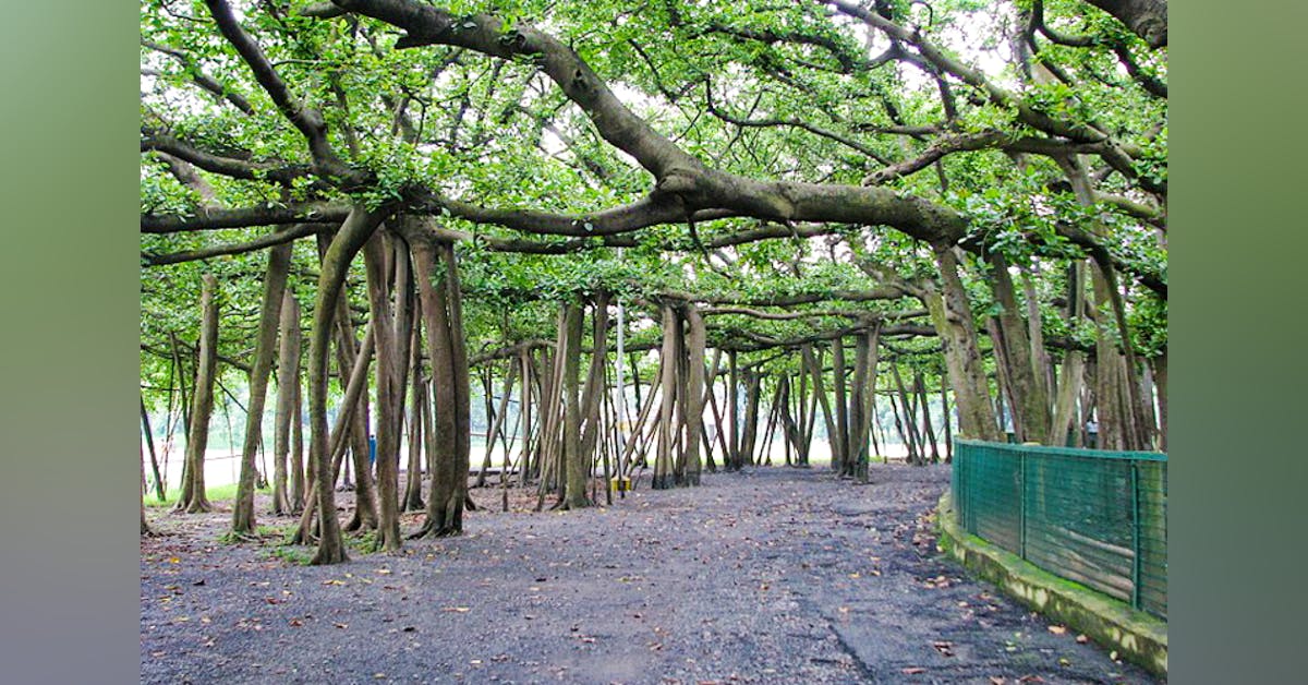 Visit The Indian Botanical Garden, Shibpur I LBB, Kolkata