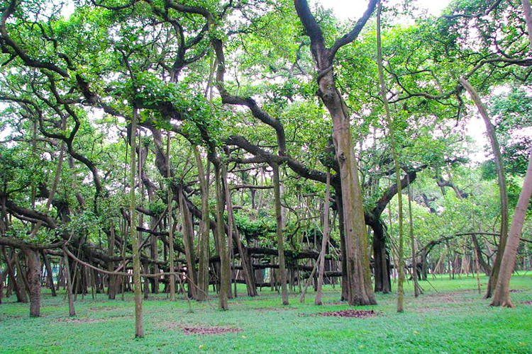 Check Out This 255-year-old Great Banyan Tree In Kolkata's Botanical 