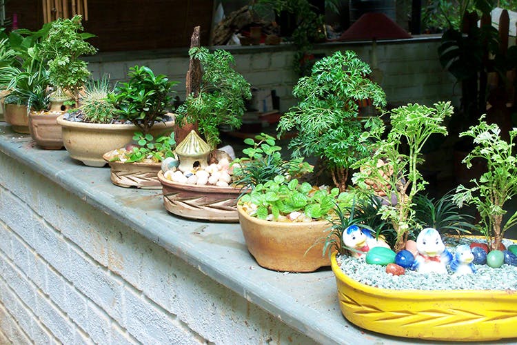 Flowerpot,Houseplant,Plant,Herb,Garden,Flower,Grass,Tree,Fines herbes,Landscape