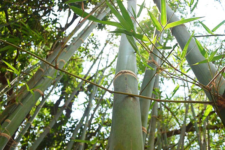 Bamboo,Tree,Plant,Botany,Plant stem,Flower,Forest