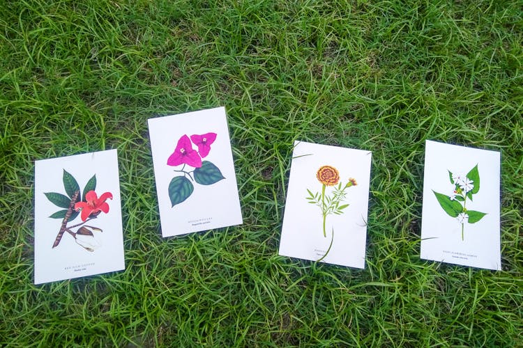 Grass,Botany,Leaf,Grass family,Plant,Tree,Wildflower,Flower,Illustration,Games