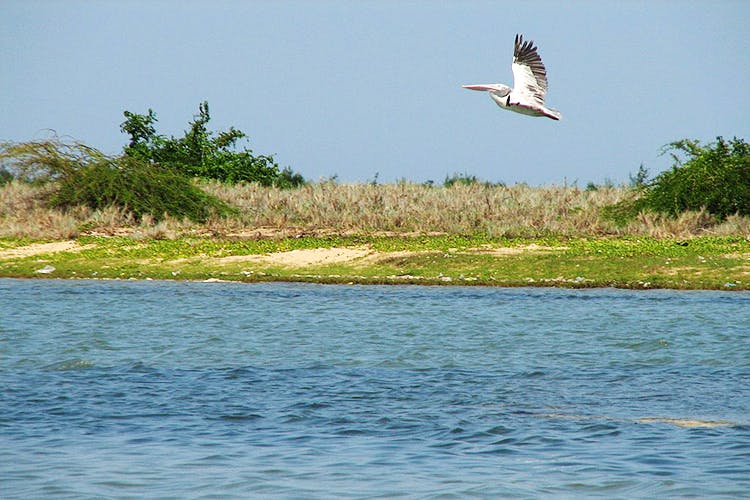 Bird,Wildlife,Nature reserve,Seabird,Pelican,Freshwater marsh,Inlet,Shorebird,Beak,Brown Pelican
