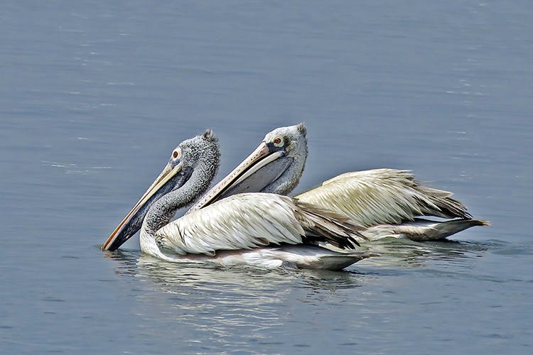 Pelican,Bird,White Pelican,Brown Pelican,Pelecaniformes,Beak,Seabird,Water bird,Wildlife,Adaptation