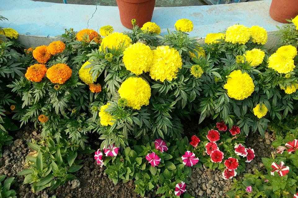 Flower,Plant,Tagetes,Yellow,Flowering plant,Tagetes patula,Annual plant,Shrub,Garden,Stonecrop family