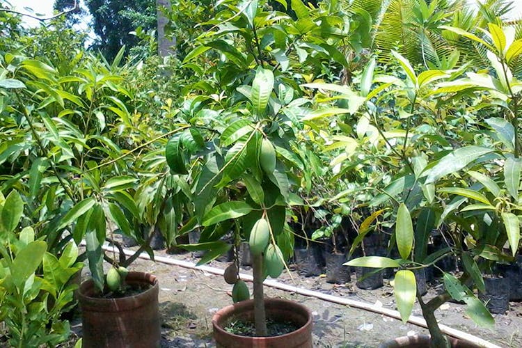 Plant,Flower,Tree,Flowering plant,Fruit tree,Houseplant