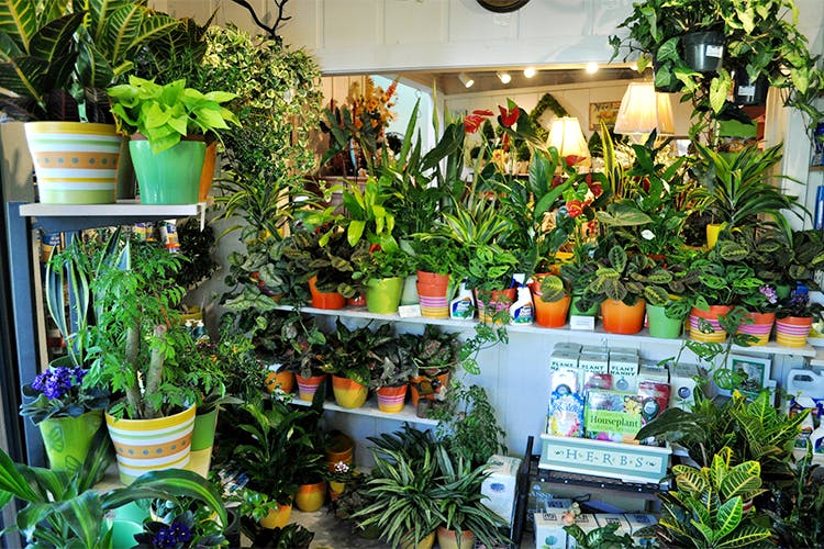 Houseplant,Plant,Flower,Botany,Flowerpot,Garden,Botanical garden,Nepenthes,Herb,Fines herbes