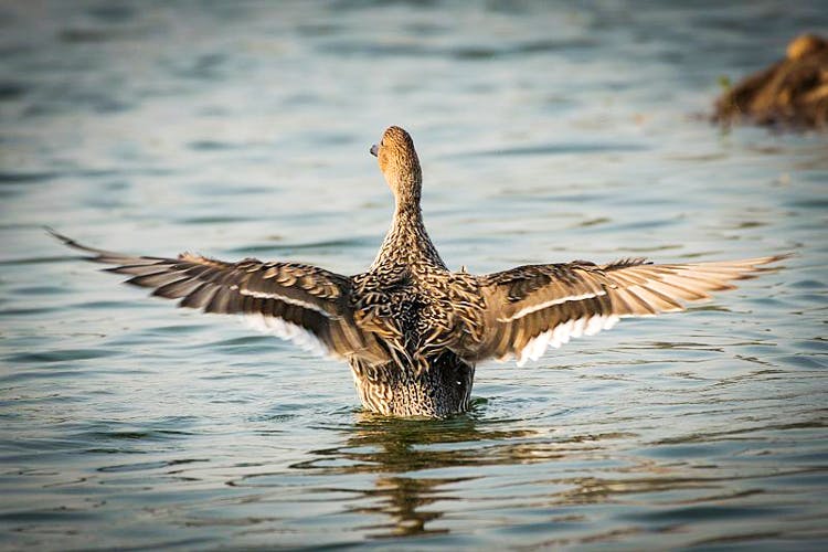 Bird,Duck,Vertebrate,Beak,Water bird,Ducks, geese and swans,Waterfowl,Wing,American Black Duck,Wildlife