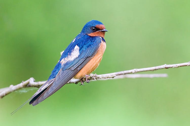 Bird,Vertebrate,Beak,Bluebird,Eastern Bluebird,Swallow,European Swallow,Perching bird,Songbird,Lazuli Bunting