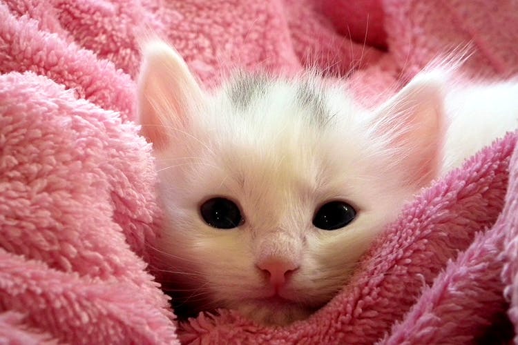 Cat,Mammal,Small to medium-sized cats,Felidae,Whiskers,Kitten,Pink,Skin,Turkish angora,Carnivore