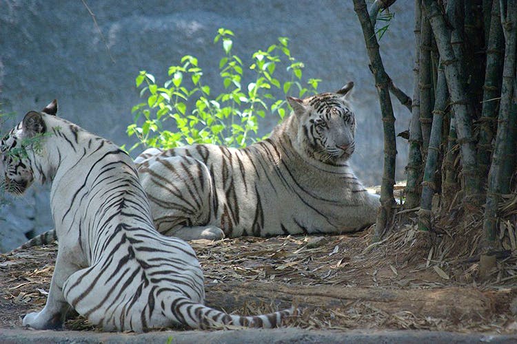Tiger,Vertebrate,Wildlife,Bengal tiger,Mammal,Terrestrial animal,Siberian tiger,Felidae,Zoo,Big cats