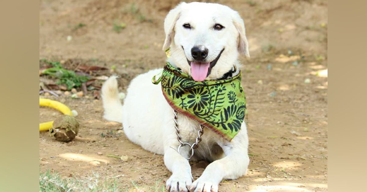 Adopt a Dog From These 5 Places in Gurgaon | LBB, Delhi