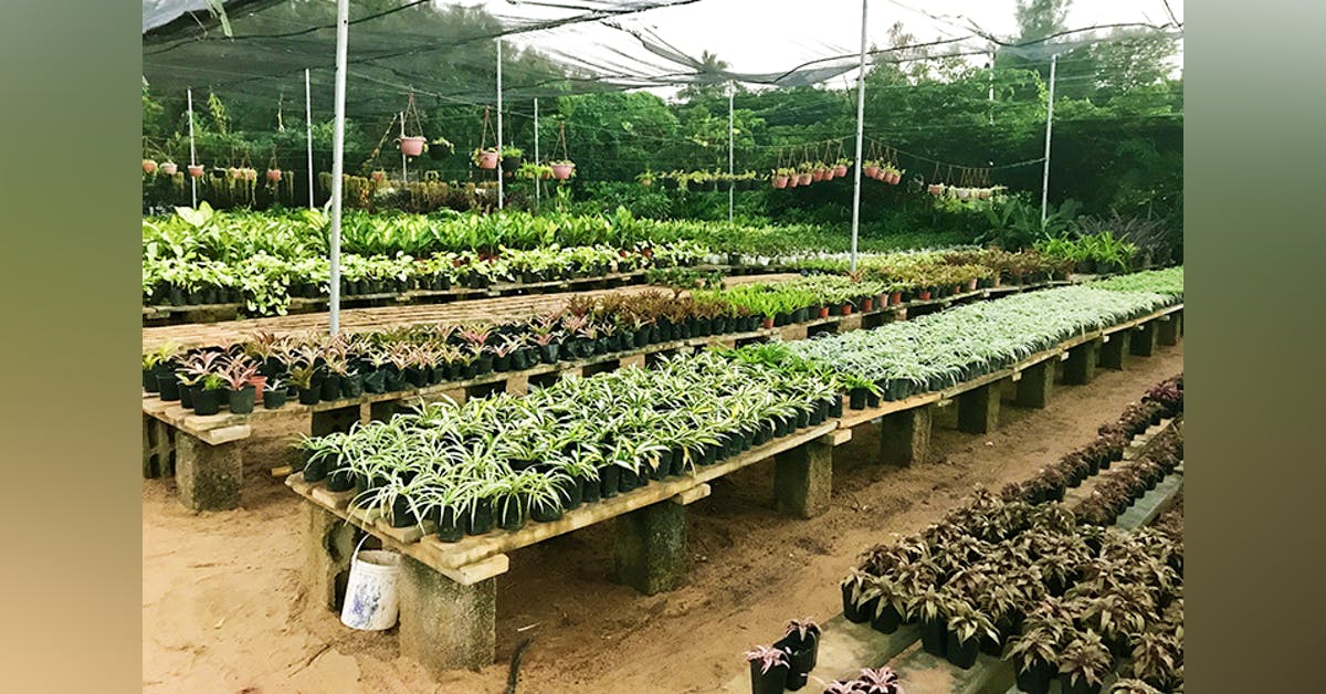 13 Degree North ECR Plant Nursery LBB, Chennai 13 Degree North ECR Plant Nursery LBB, Chennai