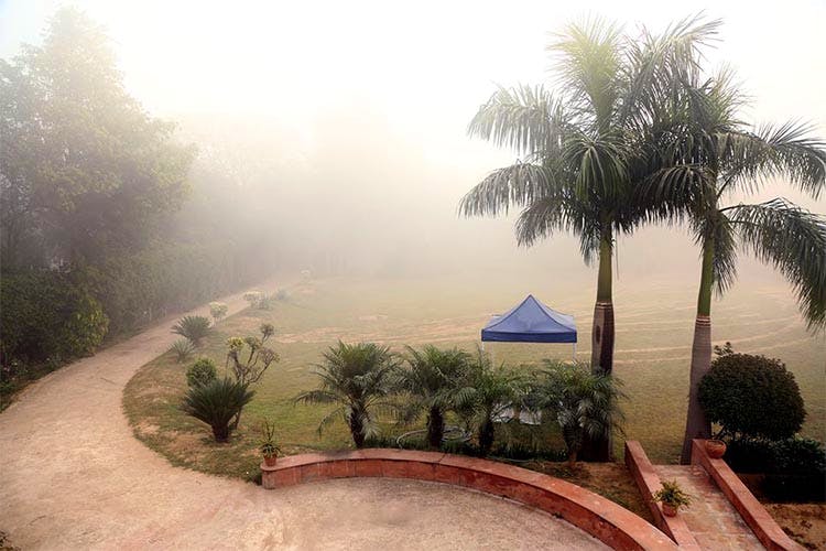 Atmospheric phenomenon,Tree,Morning,Haze,Sky,Palm tree,Fog,Landscape,Hill station,Arecales