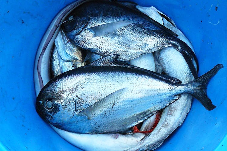 Fish,Fish,Blue,Thunnus,Atlantic bluefin tuna,Milkfish,Sardine,Herring,Albacore Fish,Oily fish