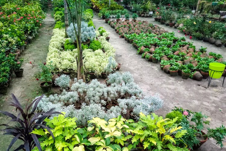 Plant,Garden,Groundcover,Flower,Botany,Botanical garden,Leaf vegetable,Grass,Landscape,Shrub