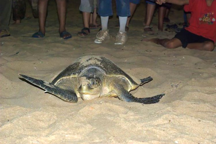 Vertebrate,Sea turtle,Olive ridley sea turtle,Turtle,Reptile,Kemp's ridley sea turtle,Tortoise,Green sea turtle,Loggerhead sea turtle,Terrestrial animal