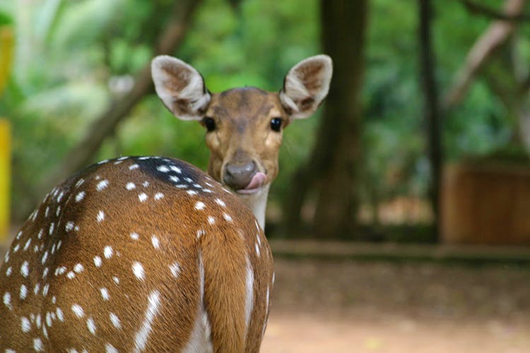 Mammal,Vertebrate,Wildlife,Terrestrial animal,Deer,White-tailed deer,Snout,Fawn,Organism,Grass