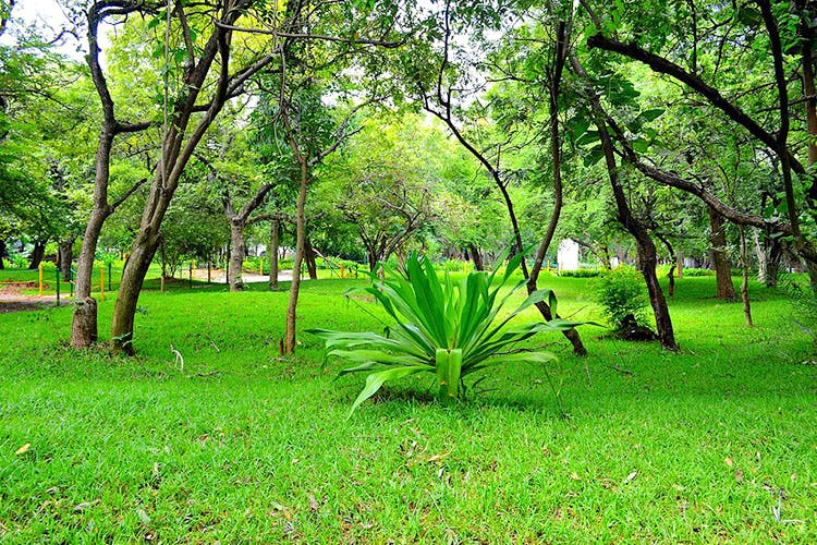 Vegetation,Nature,Green,Tree,Natural landscape,Grass,Natural environment,Nature reserve,Plant,Woodland