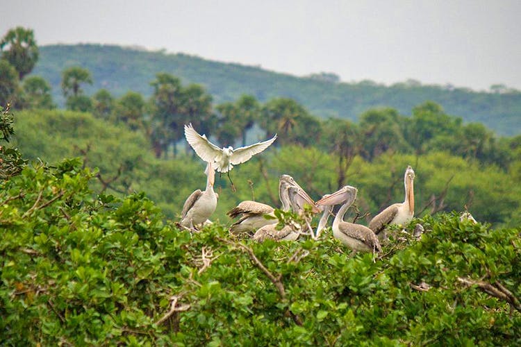 Wildlife,Vegetation,Bird,Nature reserve,Pelican,Wing,Adaptation,Beak,Seabird,Plant community