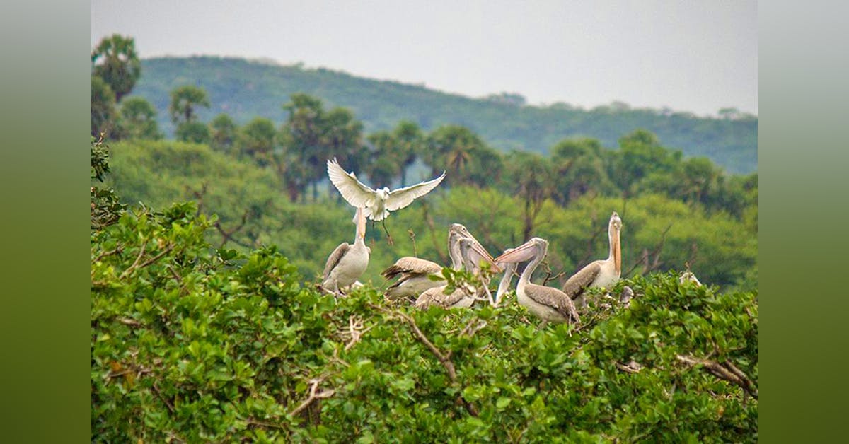 Vendanthangal Bird Sanctuary Road Trip | LBB, Chennai