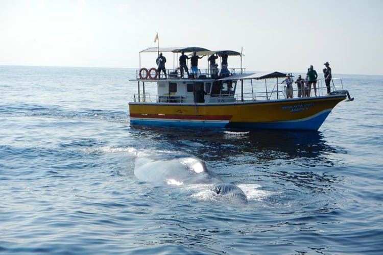 Water transportation,Boat,Vehicle,Sea,Ocean,Fishing vessel,Vacation,Marine mammal,Dolphin,Cetacea