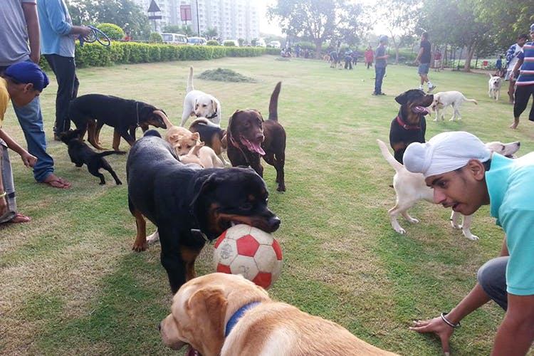 Hang With Doggo At The City's Only Dog Park At Necklace Road LBB