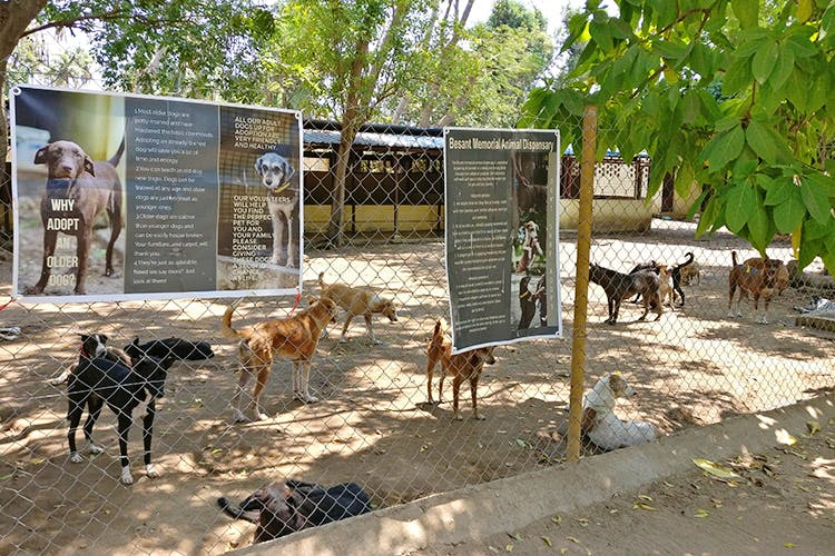 Animal shelter,Canidae,Goat,Zoo,Wildlife,Herd,Fawn,Street dog,Hunting dog,Goats