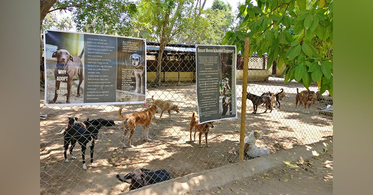 Besant Memorial Animal Dispensary Animal Shelter | LBB, Chennai
