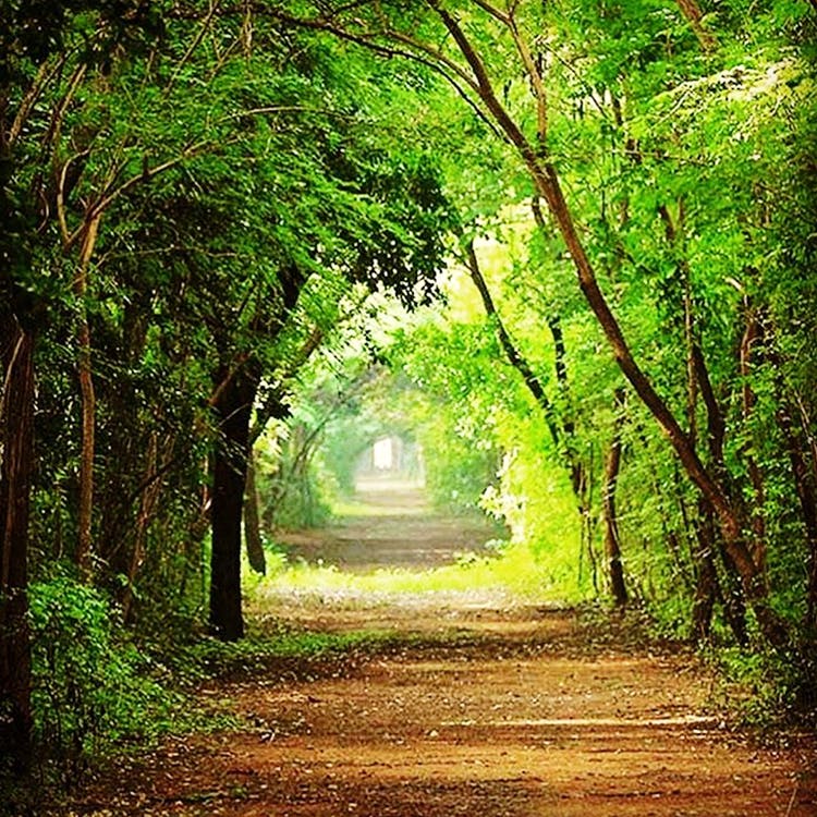 Natural landscape,Tree,Green,Nature,People in nature,Forest,Natural environment,Woodland,Vegetation,Nature reserve